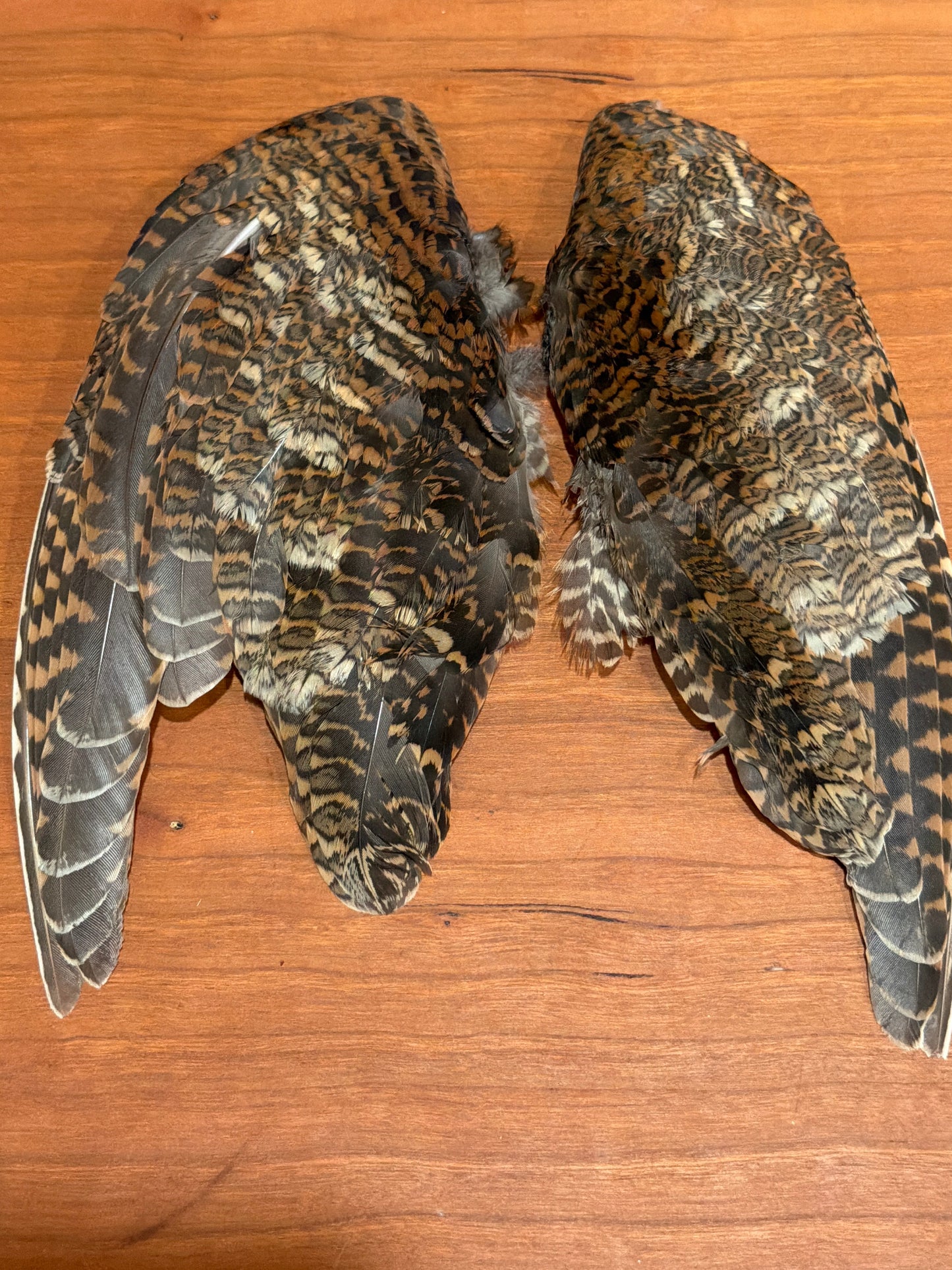 Woodcock Wings (pair)
