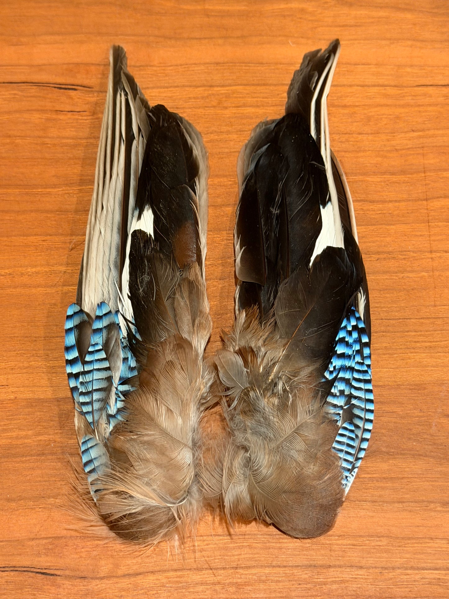 Eurasian Jay Wings(Pair)