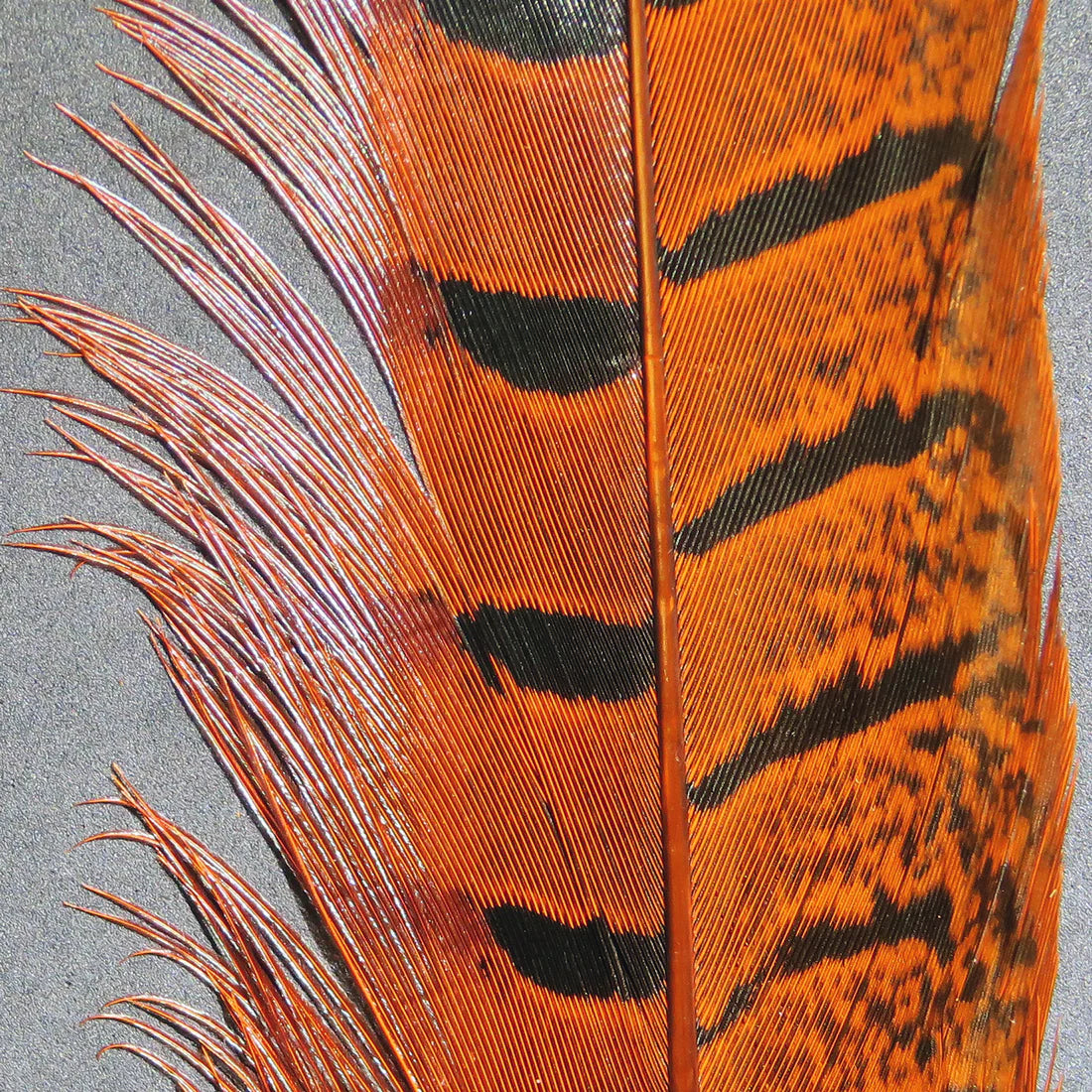 Hareline - Ringneck Pheasant Tail Pair