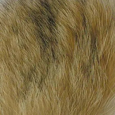 Wapsi - Coyote Fur