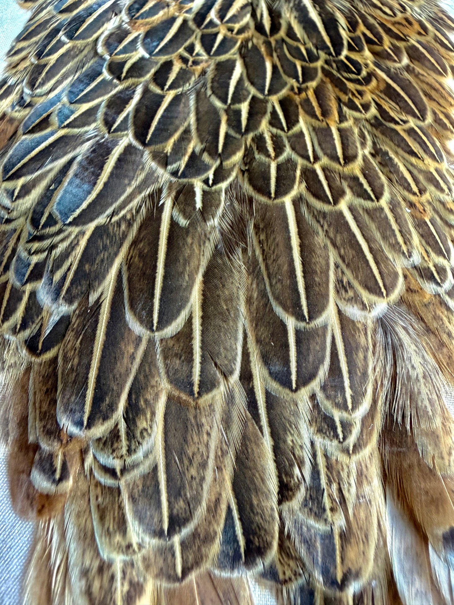 White River Hen Saddle Speckled Brown 554-SH-E-L