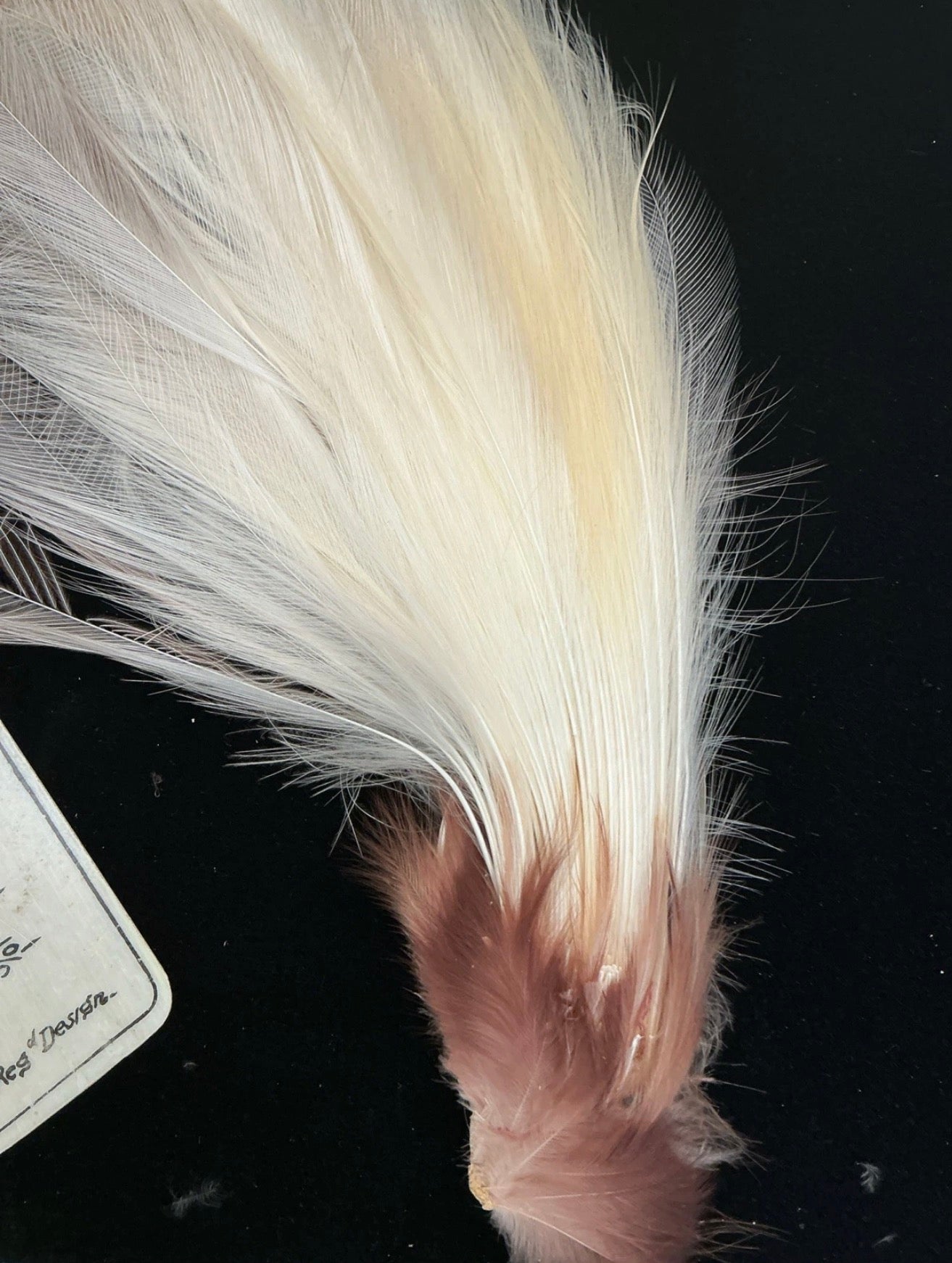 BIRD OF PARADISE TAIL FEATHERS-RARE (US ONLY)