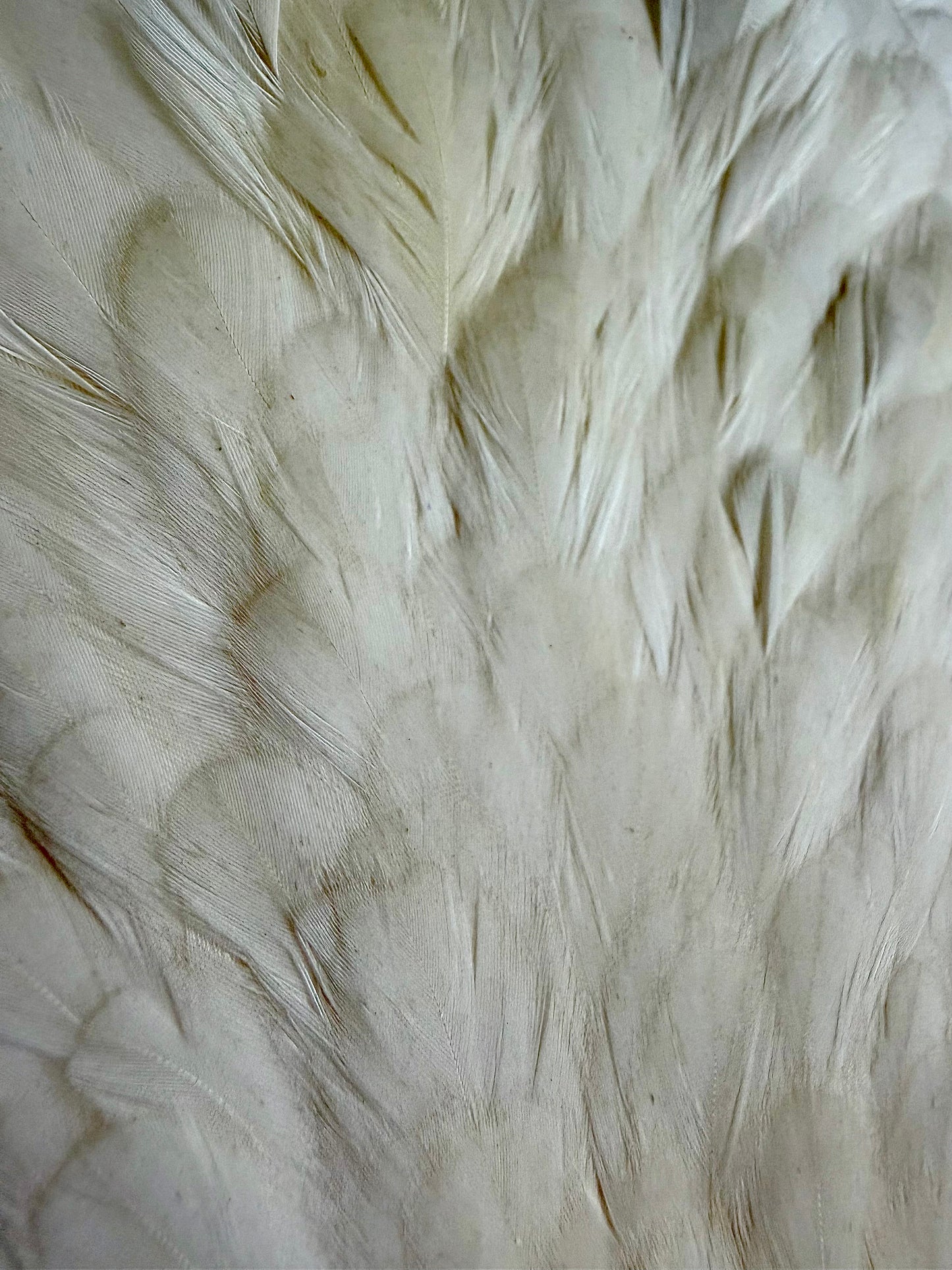 Metz Hen Cape & Hen Saddle Set - Cream 664-SH-E-L