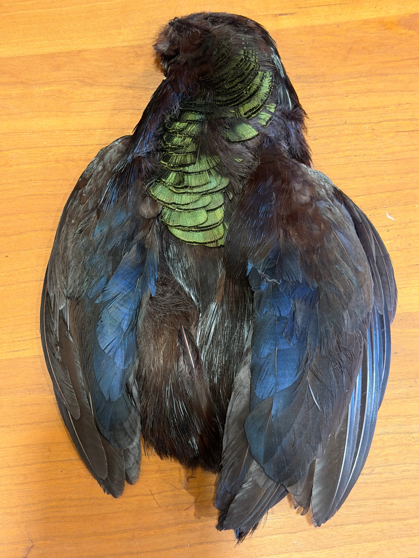 Black-Dyed Golden Pheasant Skin: Premium Fly Tying Feathers
