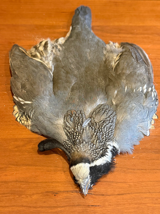 California Quail Skin: Premium Fly Tying Feathers