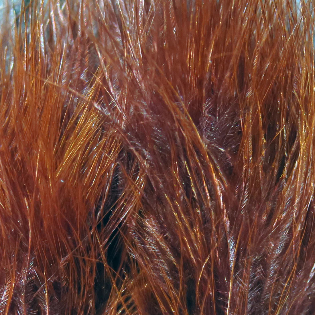 Wapsi - Marabou Strung Blood Quill