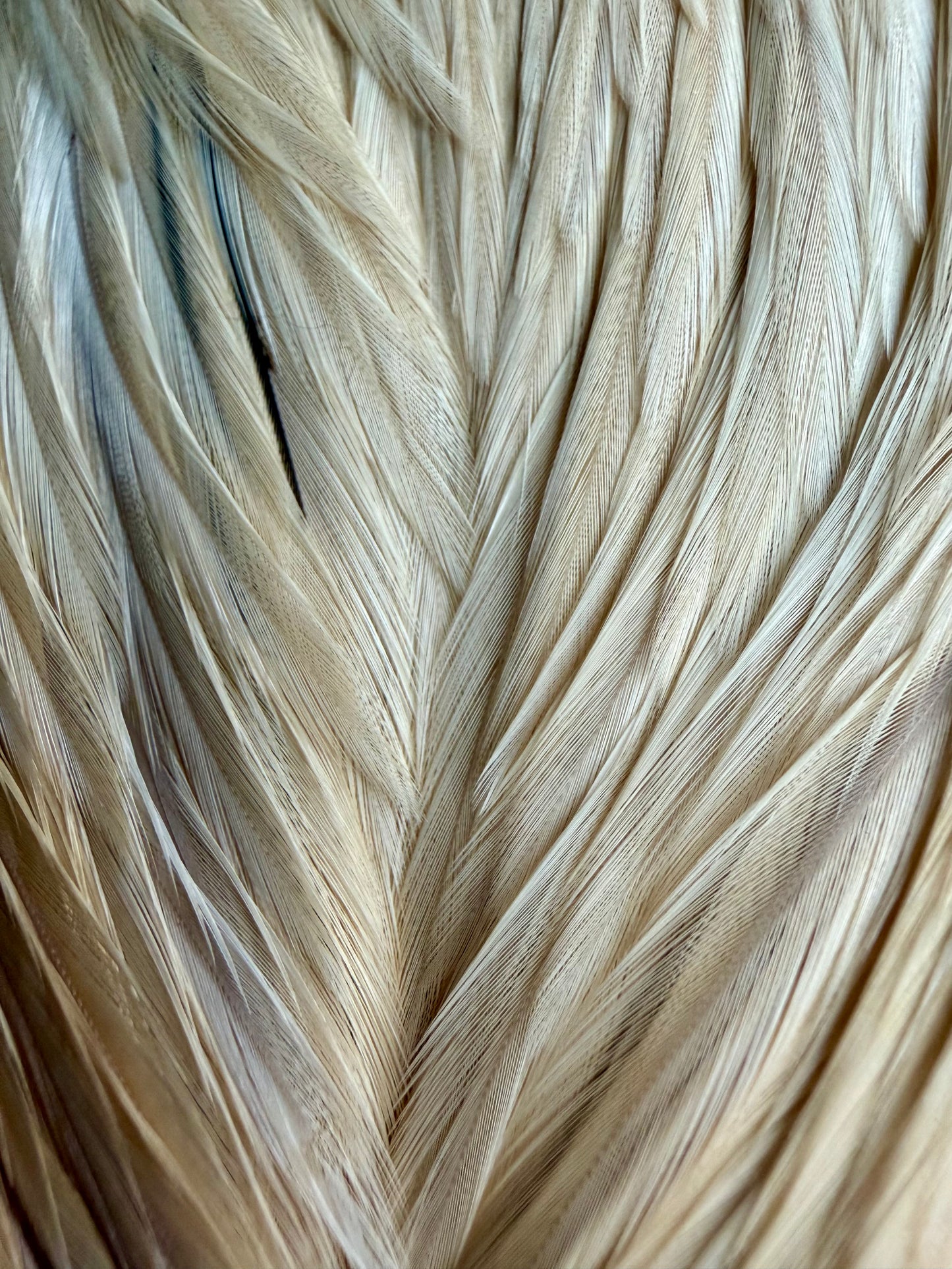 Whiting Gold Grade Rooster Cape Light Ginger 619-SH-E-L