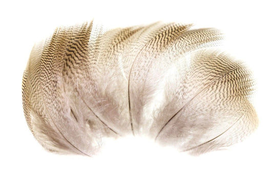 Lemon Barred Wood Duck