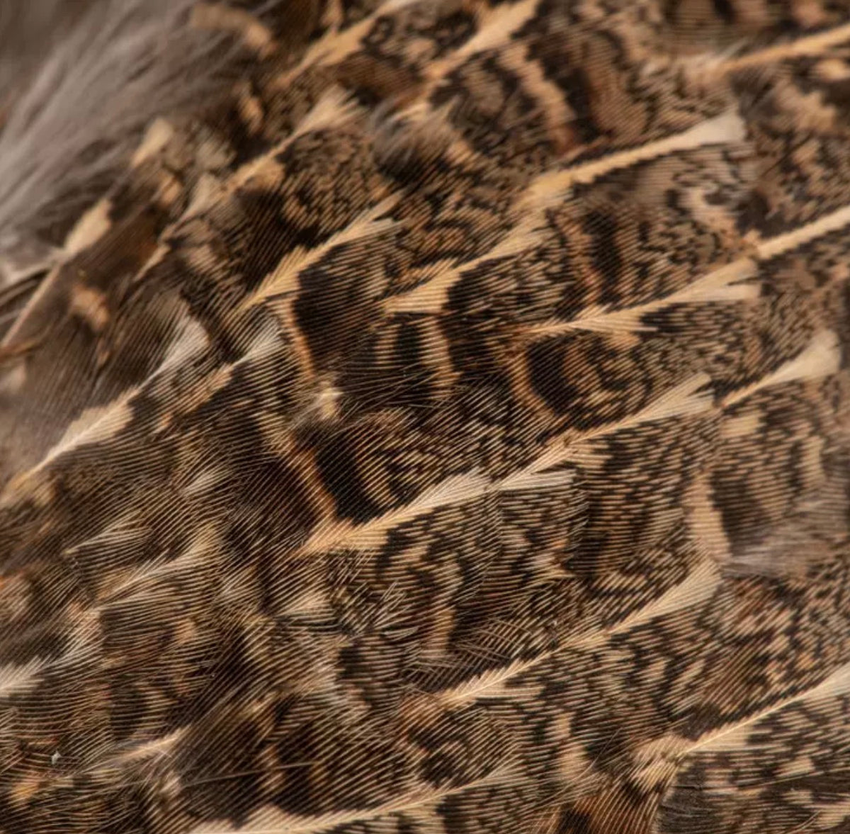 Veniard English Partridge Wings
