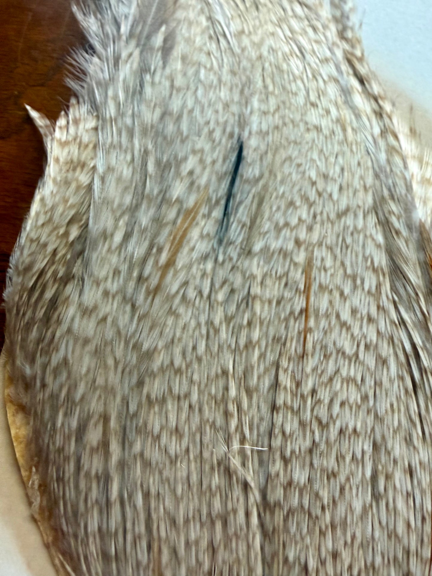 Metz Grade #2 Cape Barred Sandy Dun 413-SH-E-L