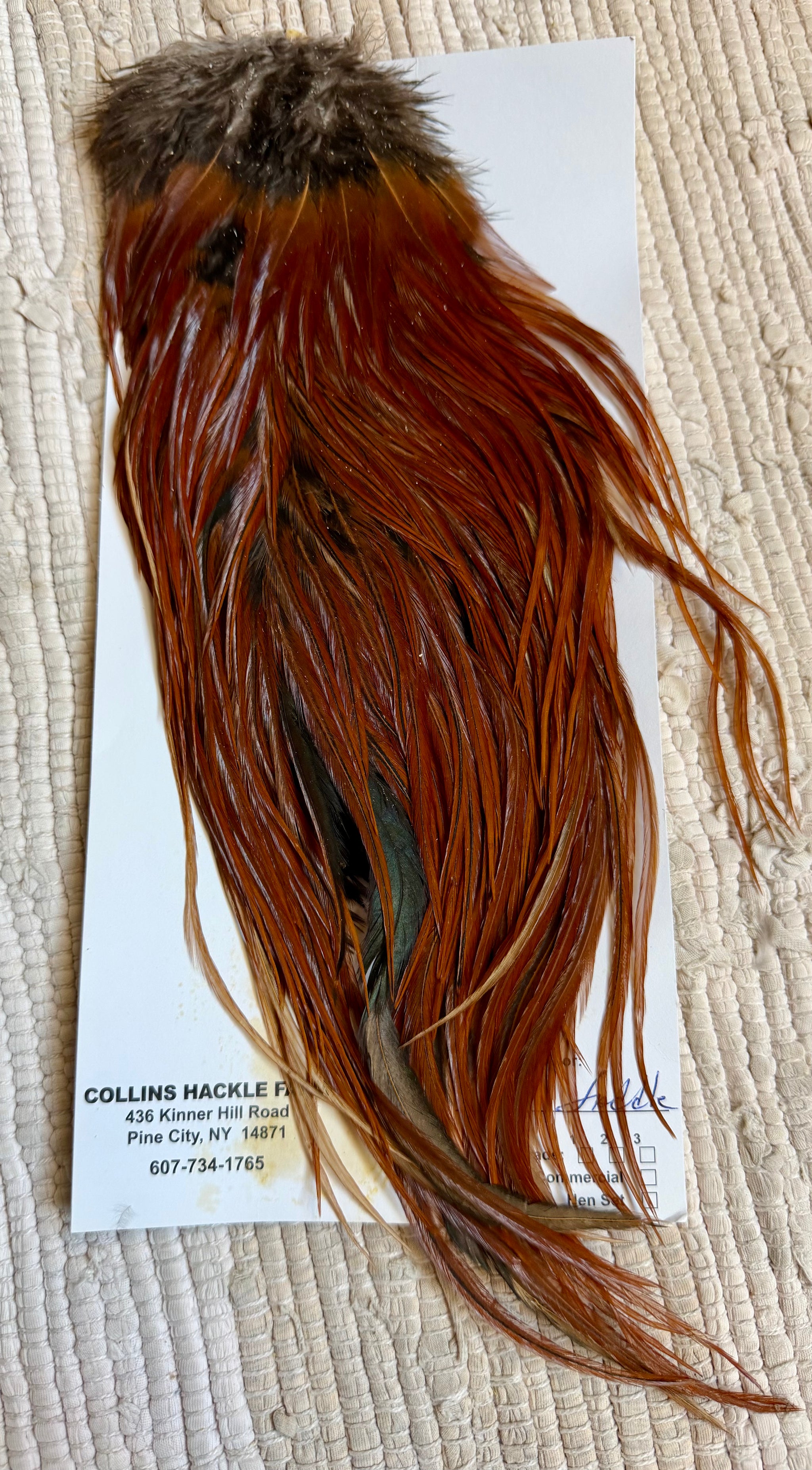Collins Hackle Farm Brown Saddle 815-SH-E-L