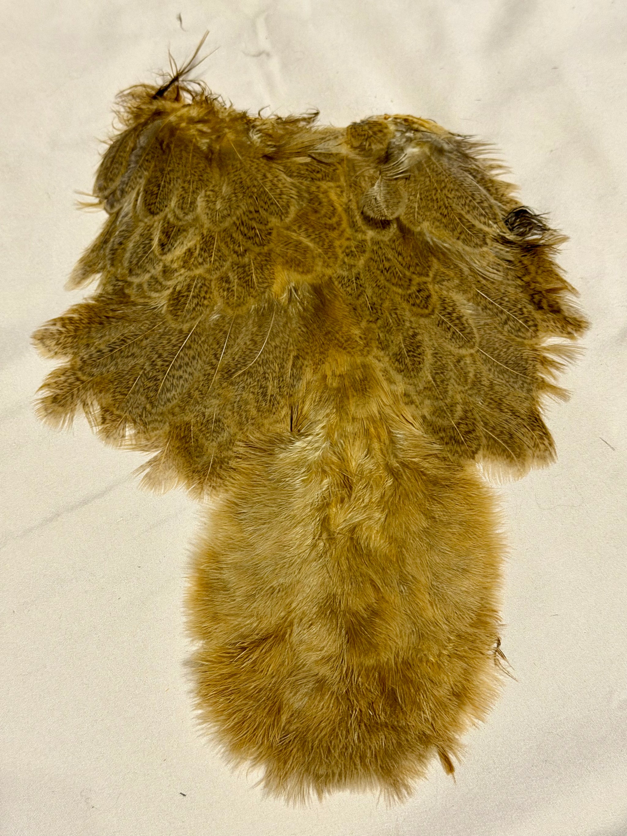 Whiting Farms Soft Hackle Brahma Hen Chickabou Pelt Mottled Gray dyed March Brown 207-SH-E-L