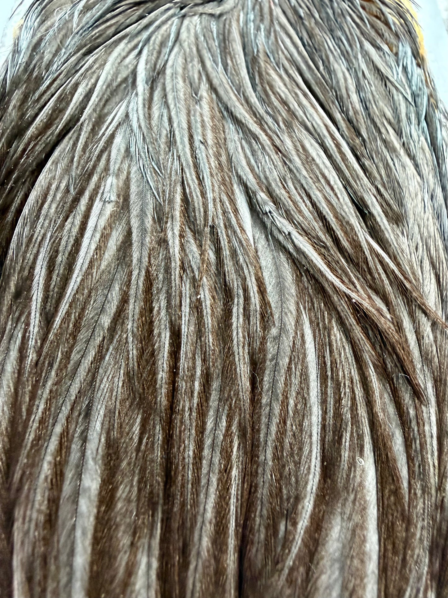 Whiting Hebert Miner Hen Cape Dark Grey Dun 362-SH-E-L