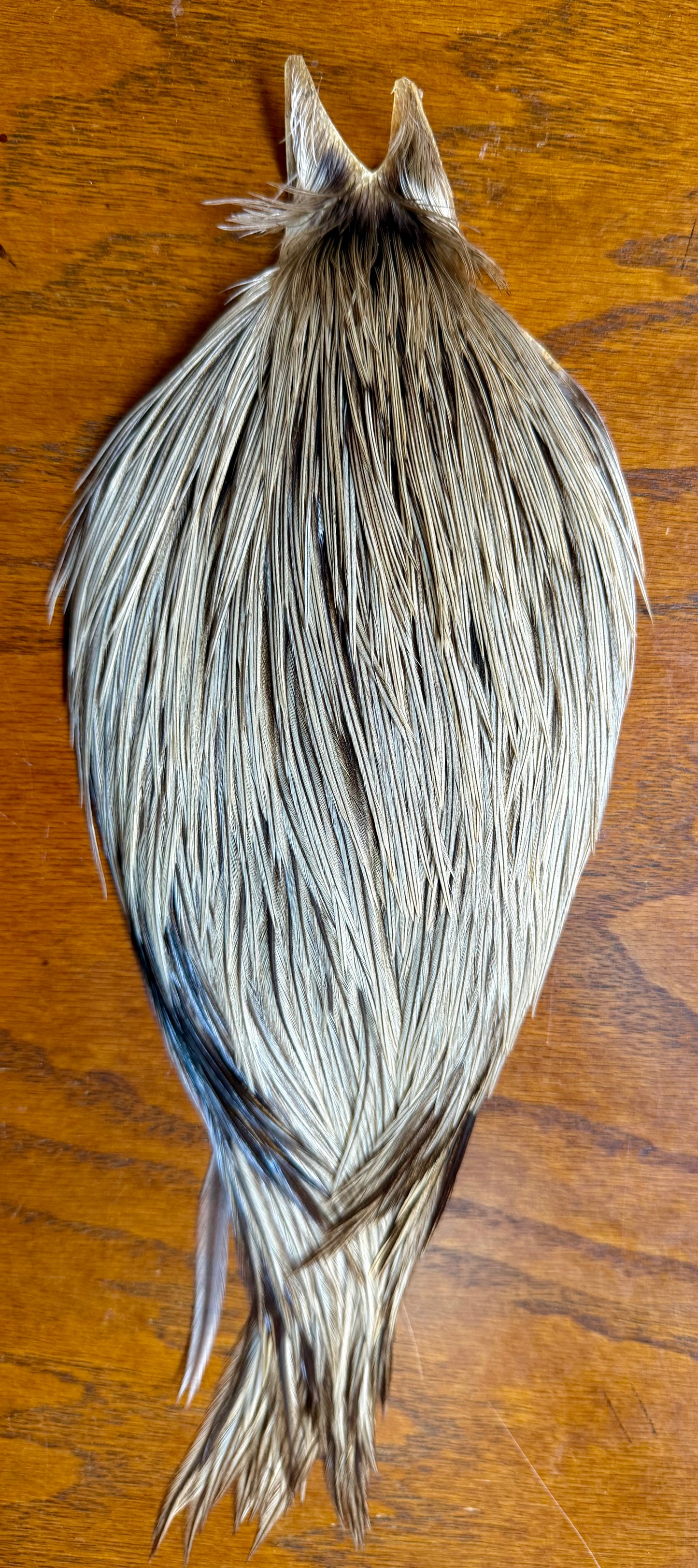 Rooster Cape Unique Variant 695-SH-E-L
