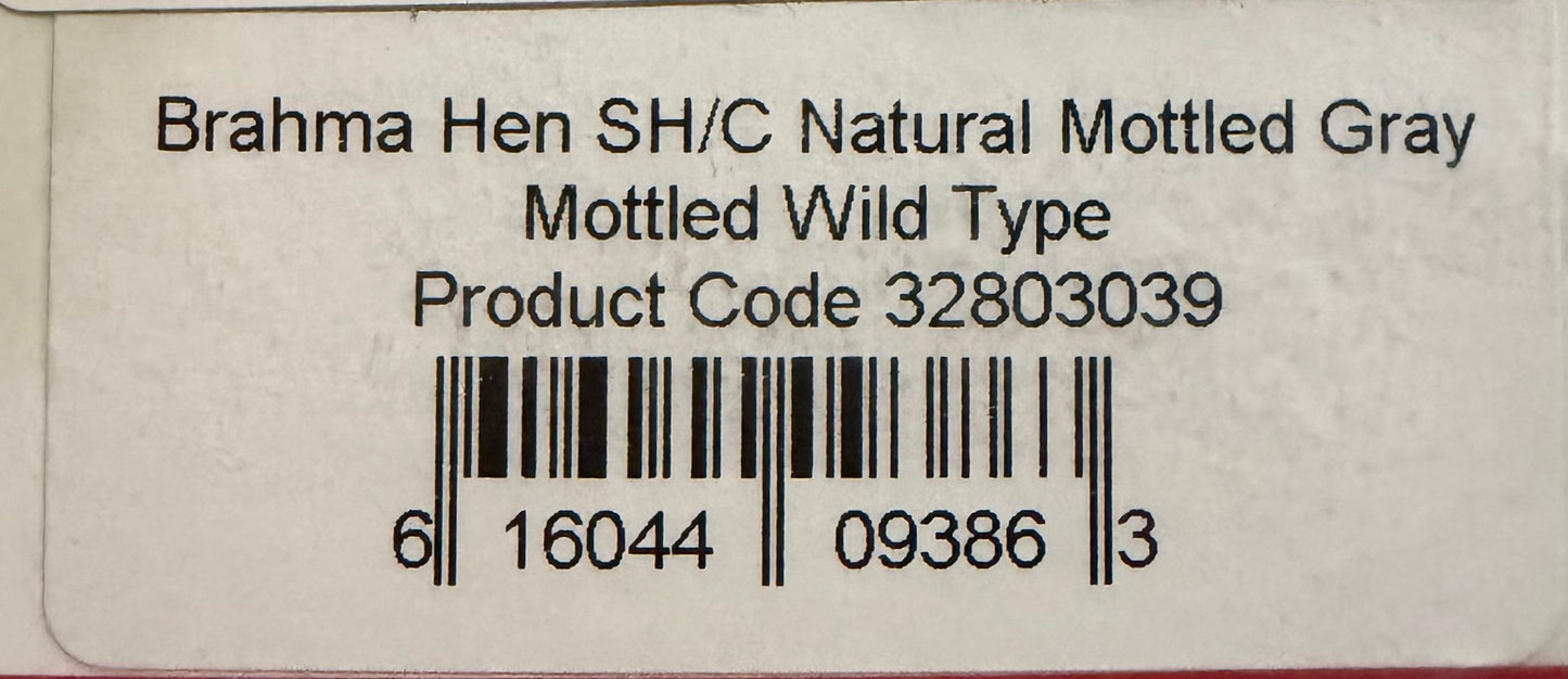 Whiting Farms Soft Hackle Brahma Hen Chickabou Pelt Natural Mottled Gray Wild Type 209-SH-E-L