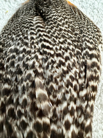 Whiting Hen Cape Grizzly 737-SH-E-L