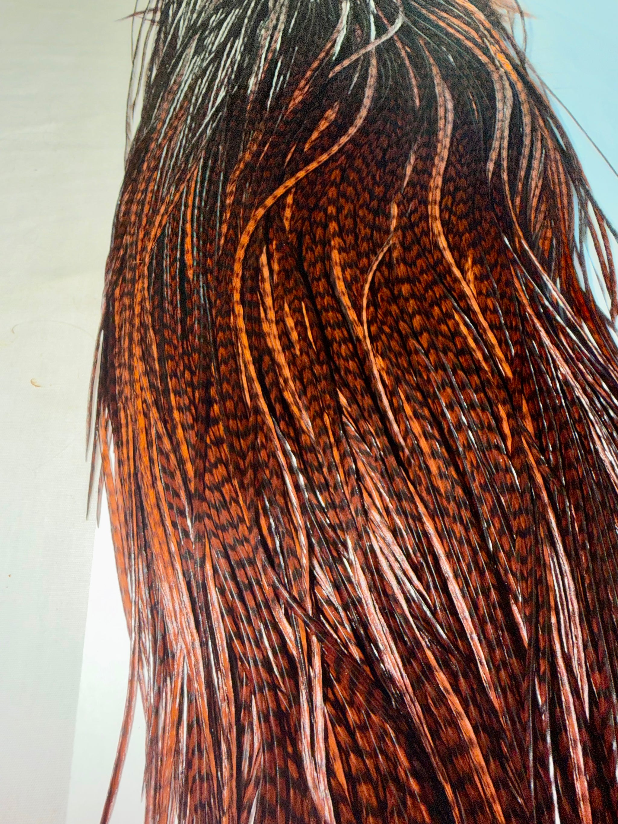Whiting Farms SILVER Saddle Hackle: GRIZZLY DYED COACHMAN BROWN 077