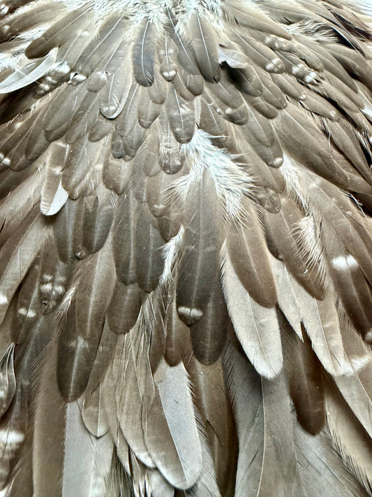 Whiting Hebert Miner Hen Saddle Dark Brown Dun 340-SH-E-L