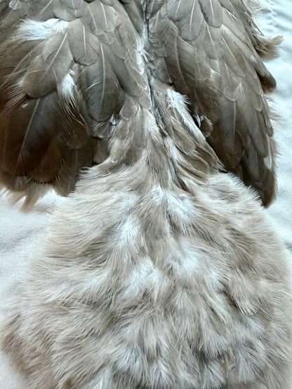 Whiting Brahma Hen SH/Chickabou #1 Natural Dun 523-SH-E-L