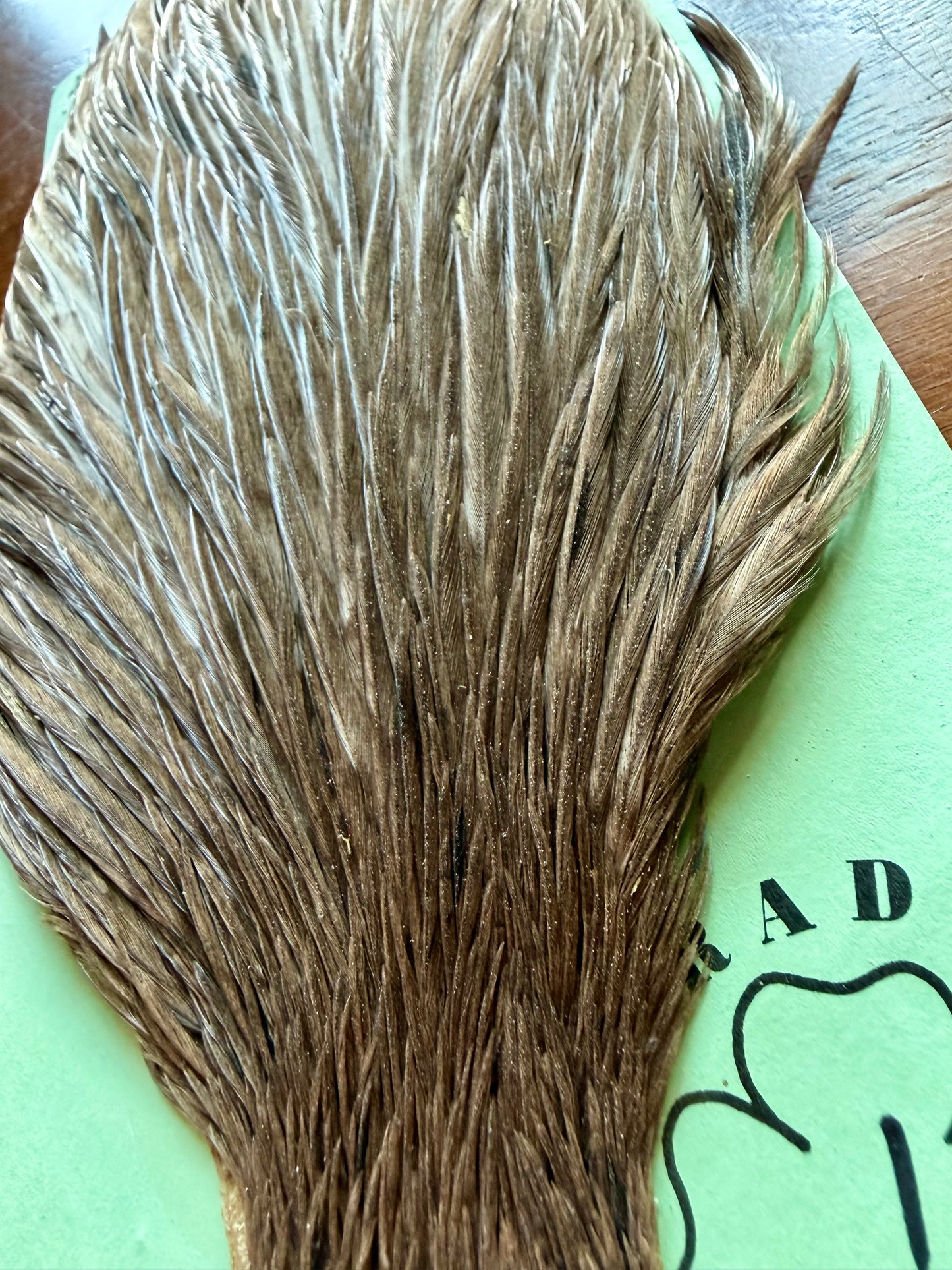 Shannon’s Fancy Hackle Grade 1 Cape Dun 558-SH-E-L