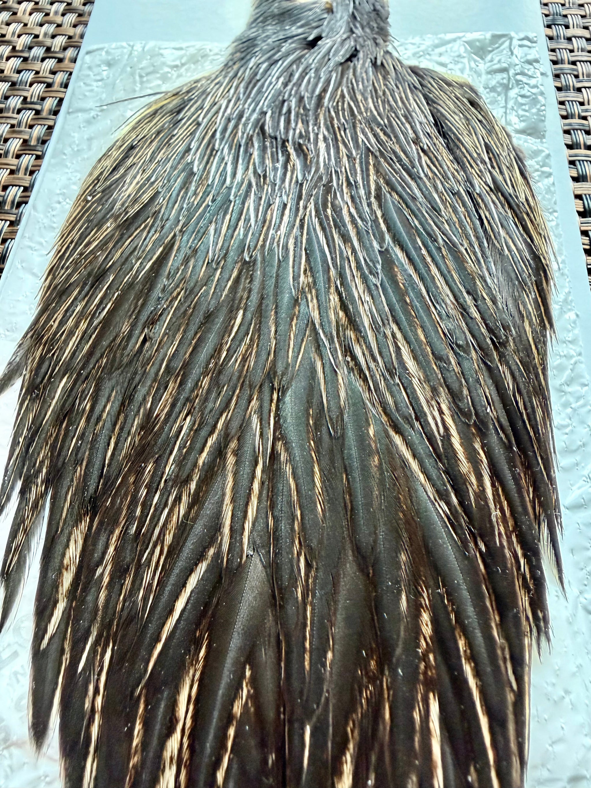 Whiting Farms Hen Cape Unique Variant 310-SH-E-L