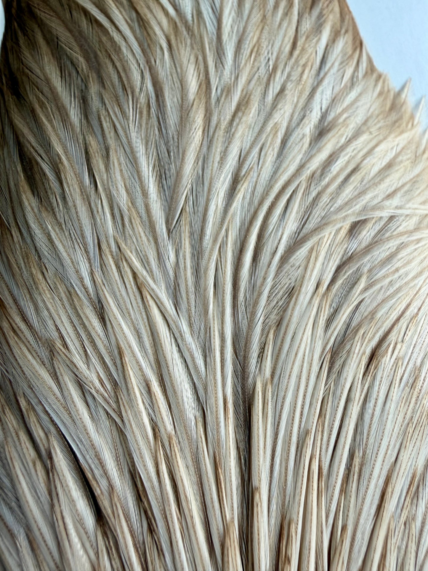 Bobs Hackle Farm #2 Rooster Cape Medium Dun 667-SH-E-L