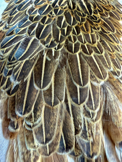 White River Hen Saddle Speckled Brown 555-SH-E-L