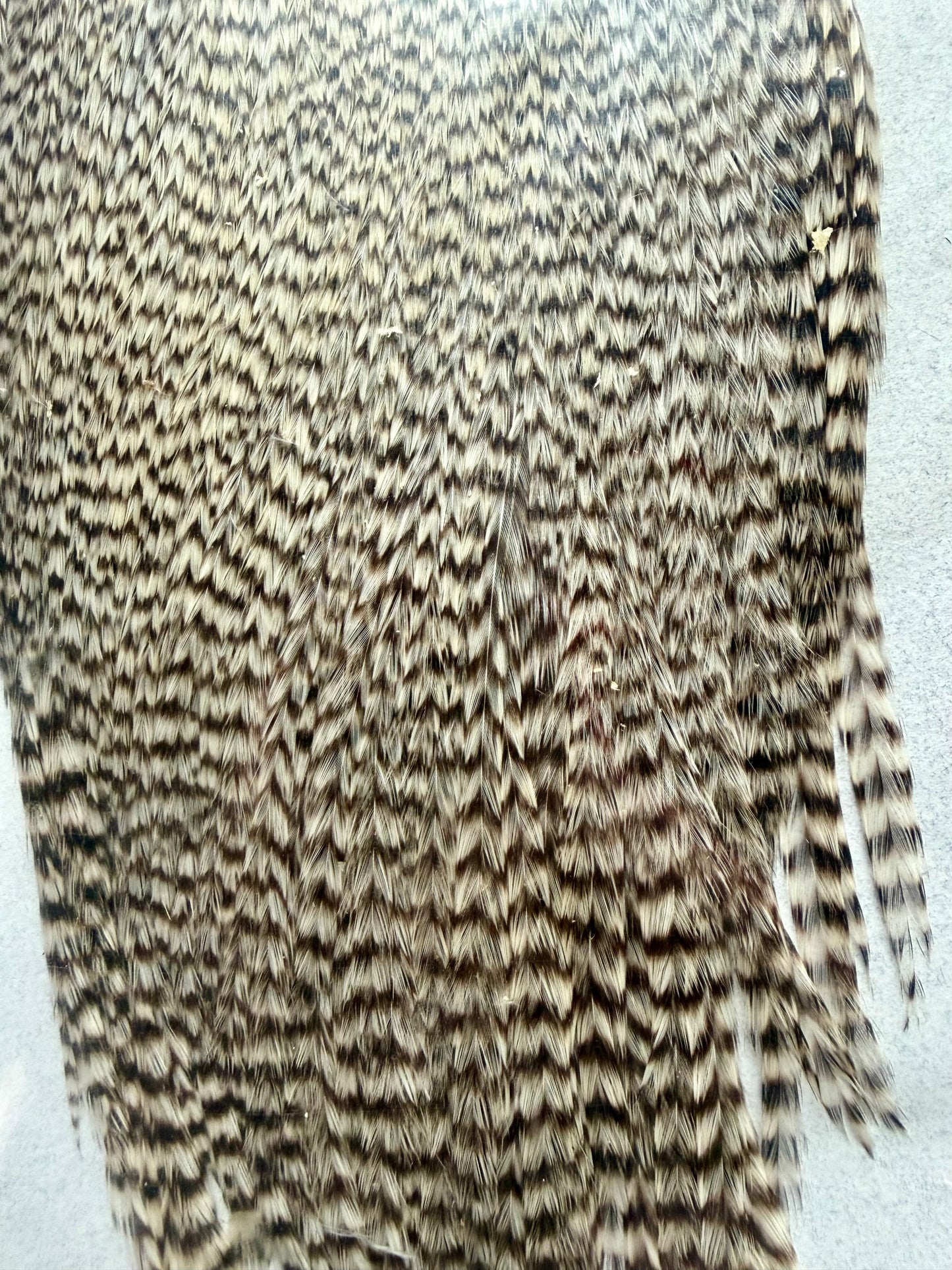 Keough Tyer’s Grade Cape, Grizzly 456-SH-E-L