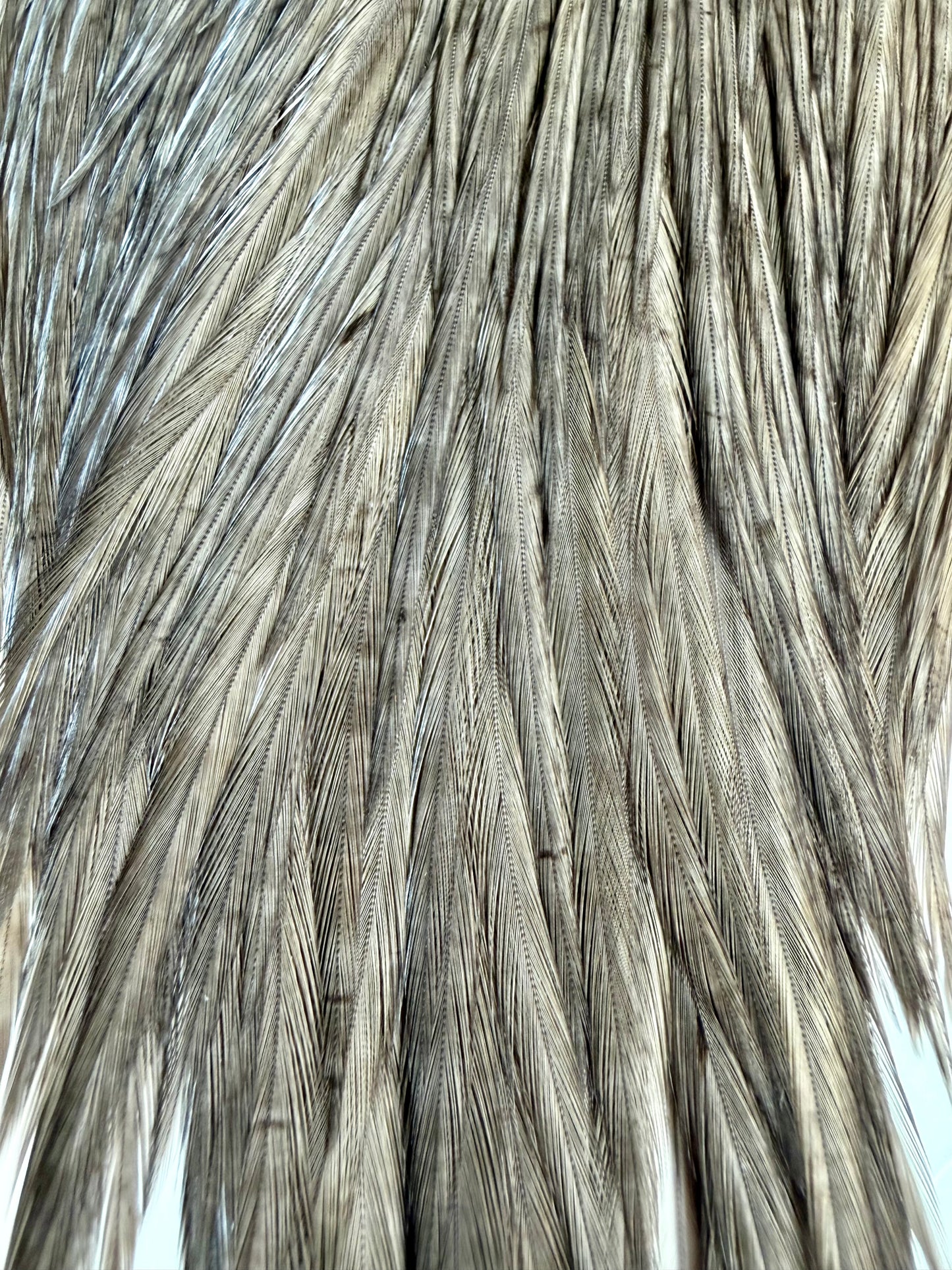 Whiting Farms Silver Grade Select Portion Cape Dark Dyed Dun 771-SH-E-L