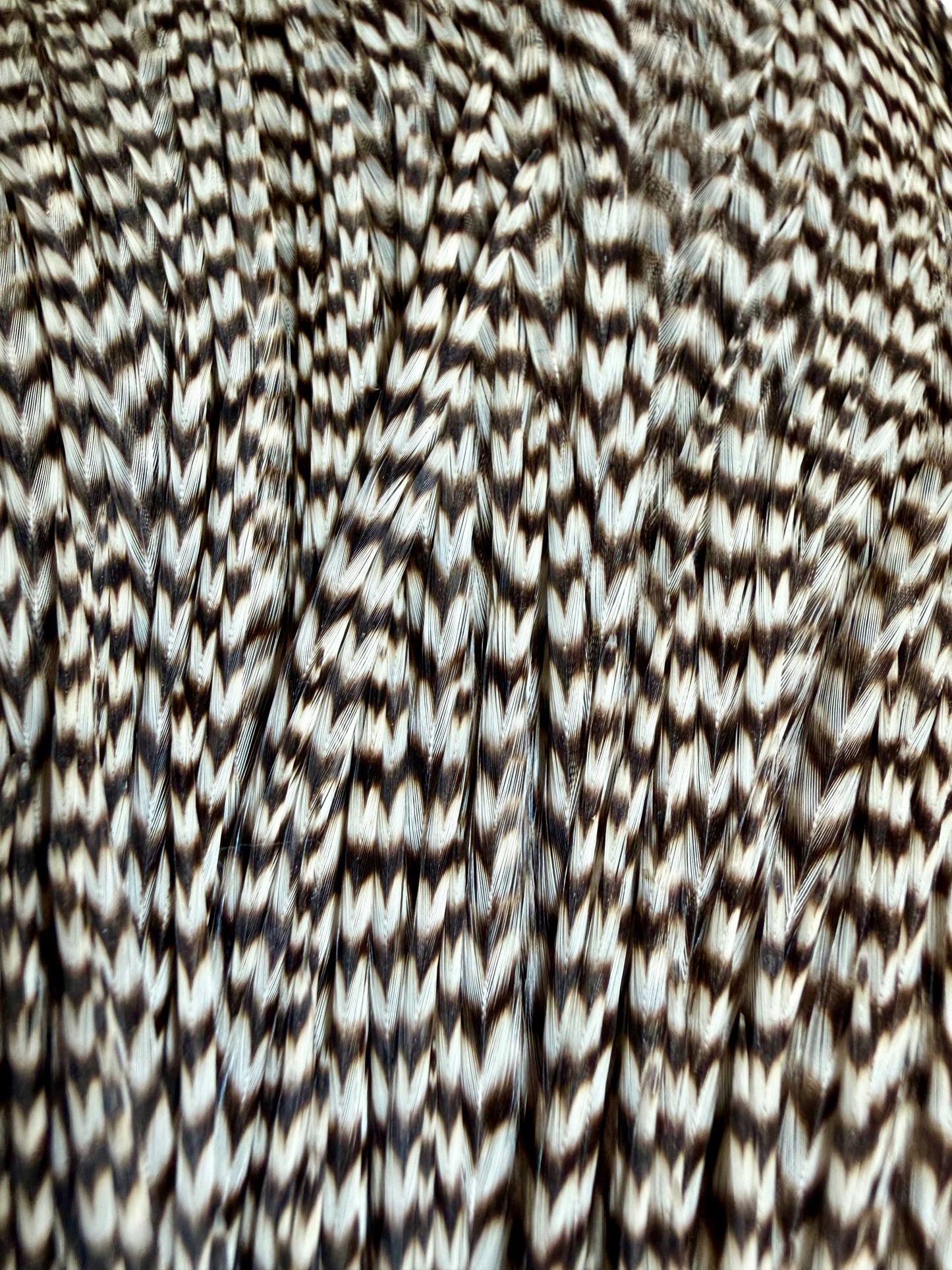 Collin’s Hackle Farm Grade 3 Grizzly Cape 694-SH-E-L