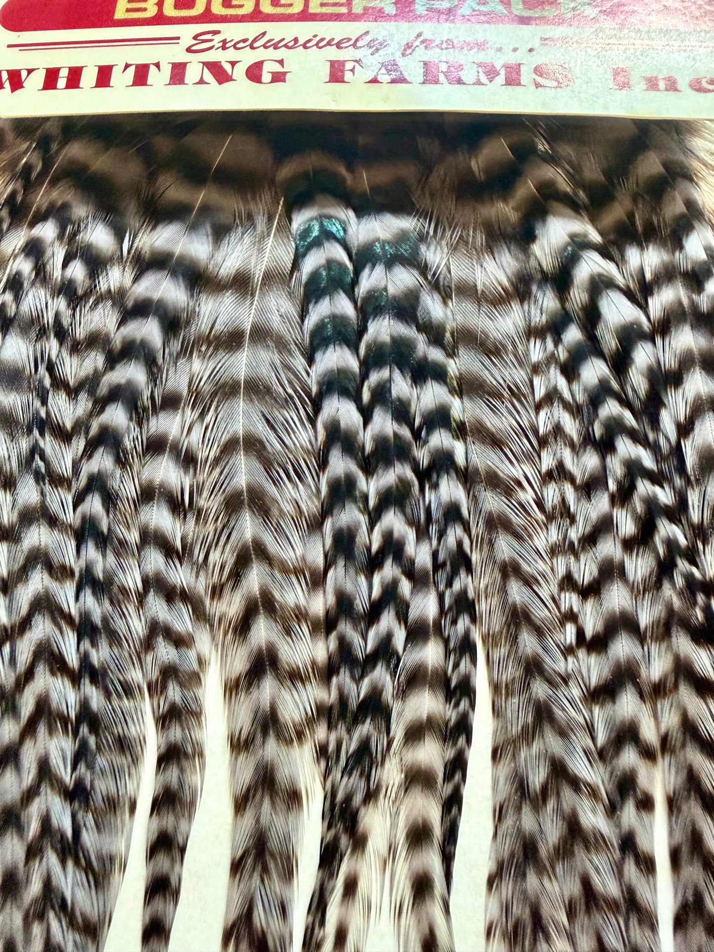 Whiting Farms Bugger Pack Grizzly Dyed Dun 717-SH-E-L
