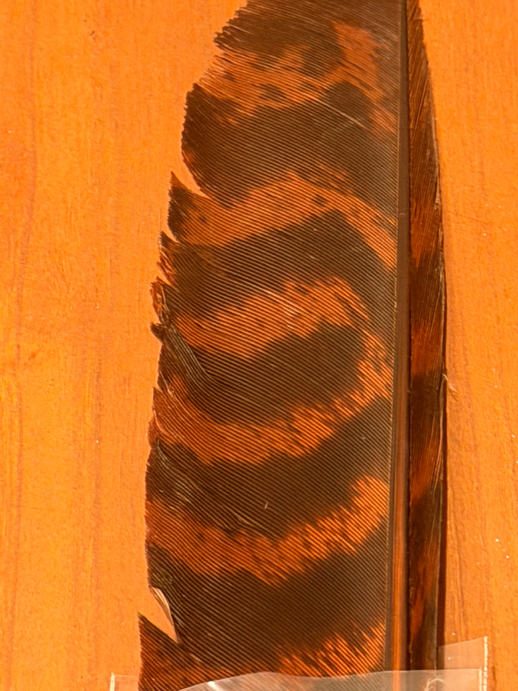 Spent Fly Fishing Barred Turkey Biot Quills