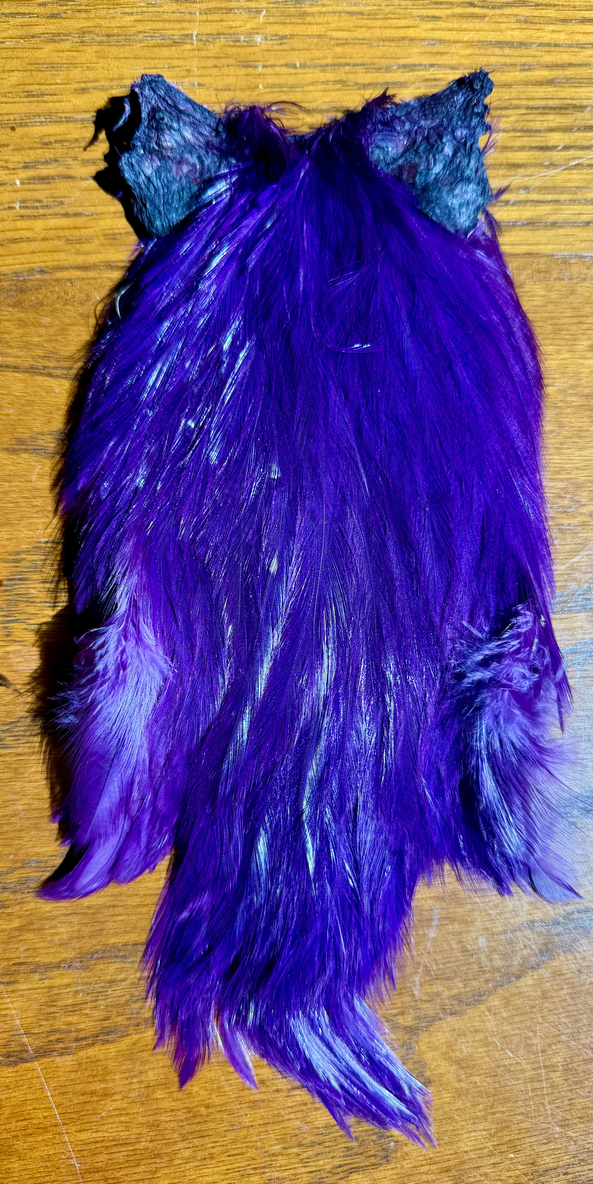 Rooster Cape Purple 697-SH-E-L