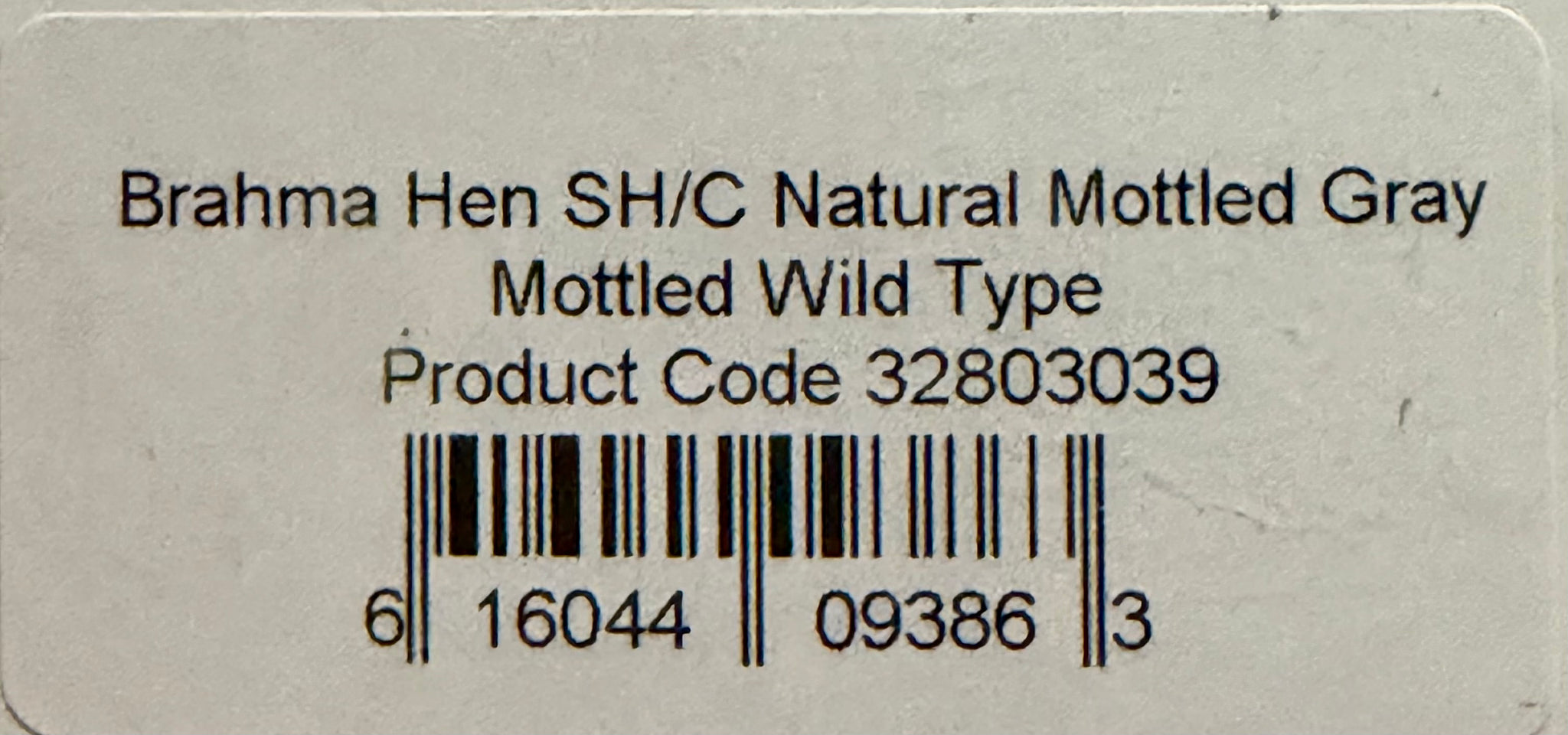Whiting Farms Soft Hackle Brahma Hen Chickabou Pelt Natural Mottled Gray Wild Type 213-SH-E-L