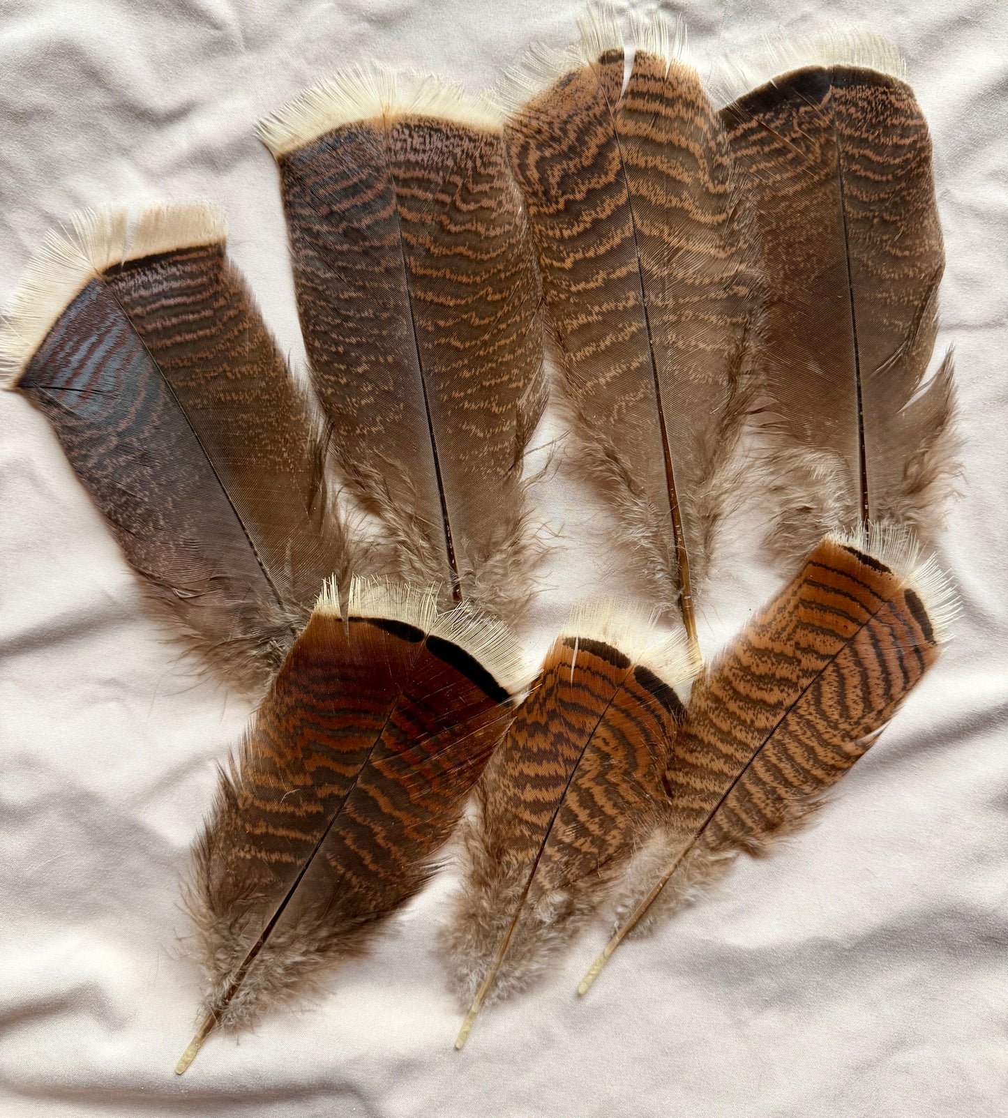 Donegal Turkey Feather Shorts (7 Total) Natural/Brown 378A-SH-E-L
