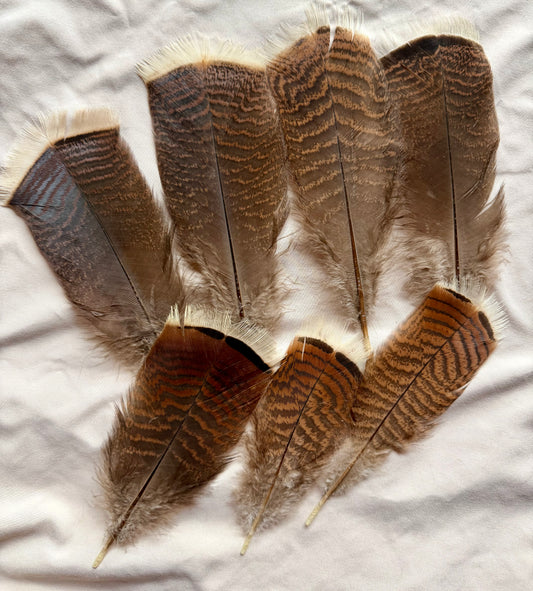 Donegal Turkey Feather Shorts (7 Total) Natural/Brown 378-SH-E-L