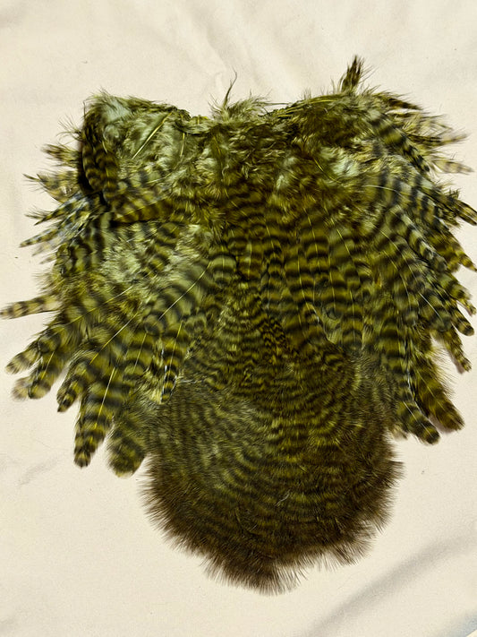 Whiting Farms Soft Hackle Brahma Hen Chickabou Pelt Grizzly dyed Dark Olive 215-SH-E-L