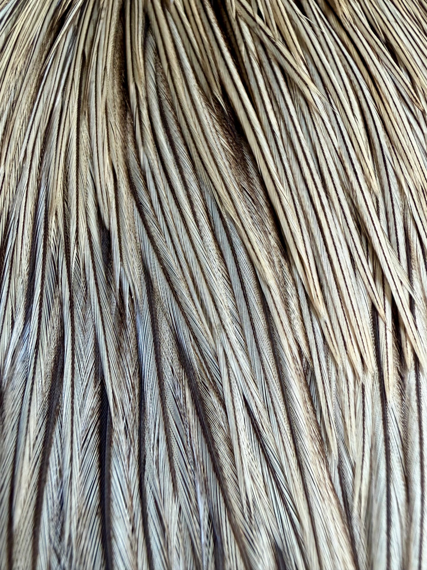 Rooster Cape Unique Variant 695-SH-E-L