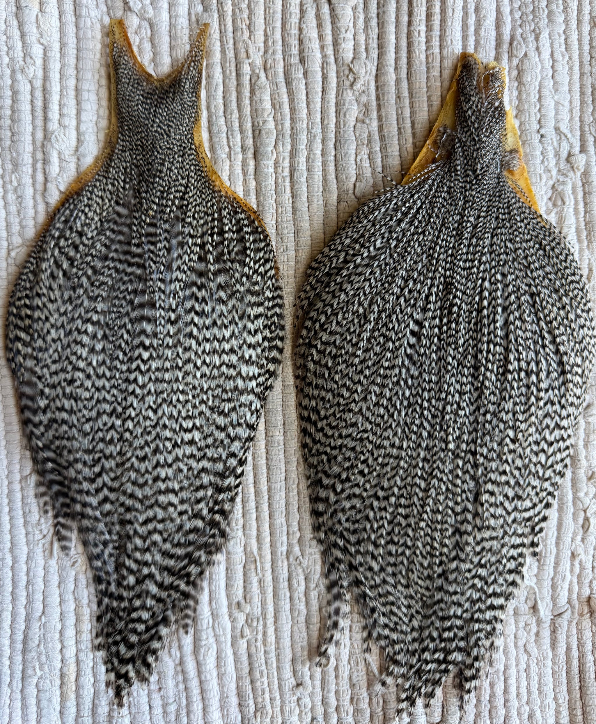 Grizzly Cape Pair (2pack)  851-SH-E-L