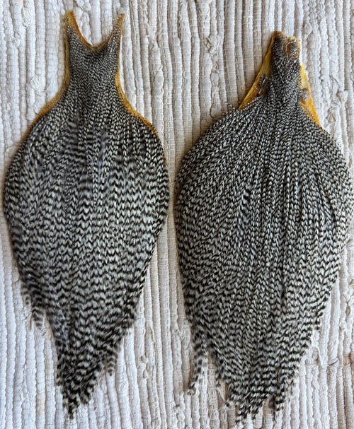 Grizzly Cape Pair (2pack)  851-SH-E-L