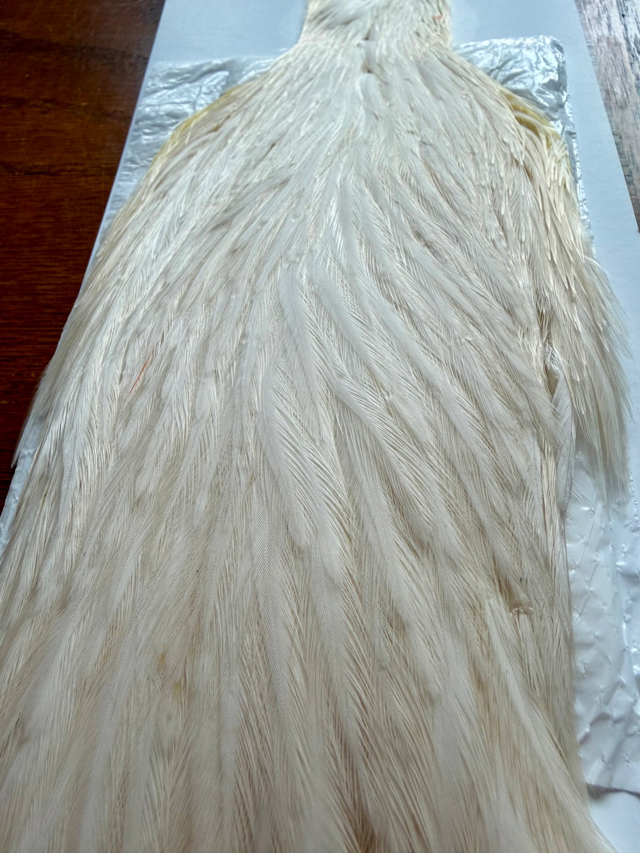 Whiting Farm Hen Cape White 306-SH-E-L