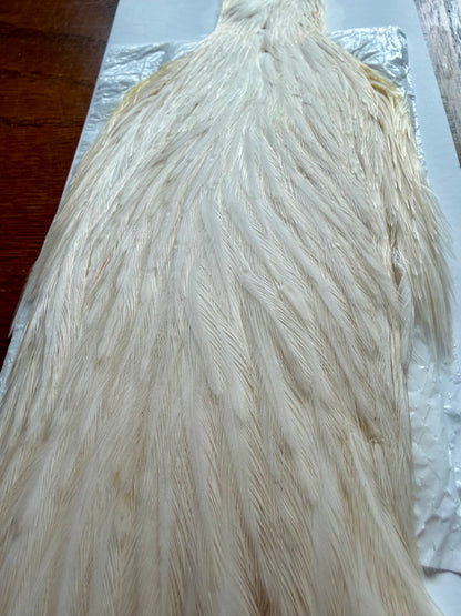 Whiting Farm Hen Cape White 306-SH-E-L