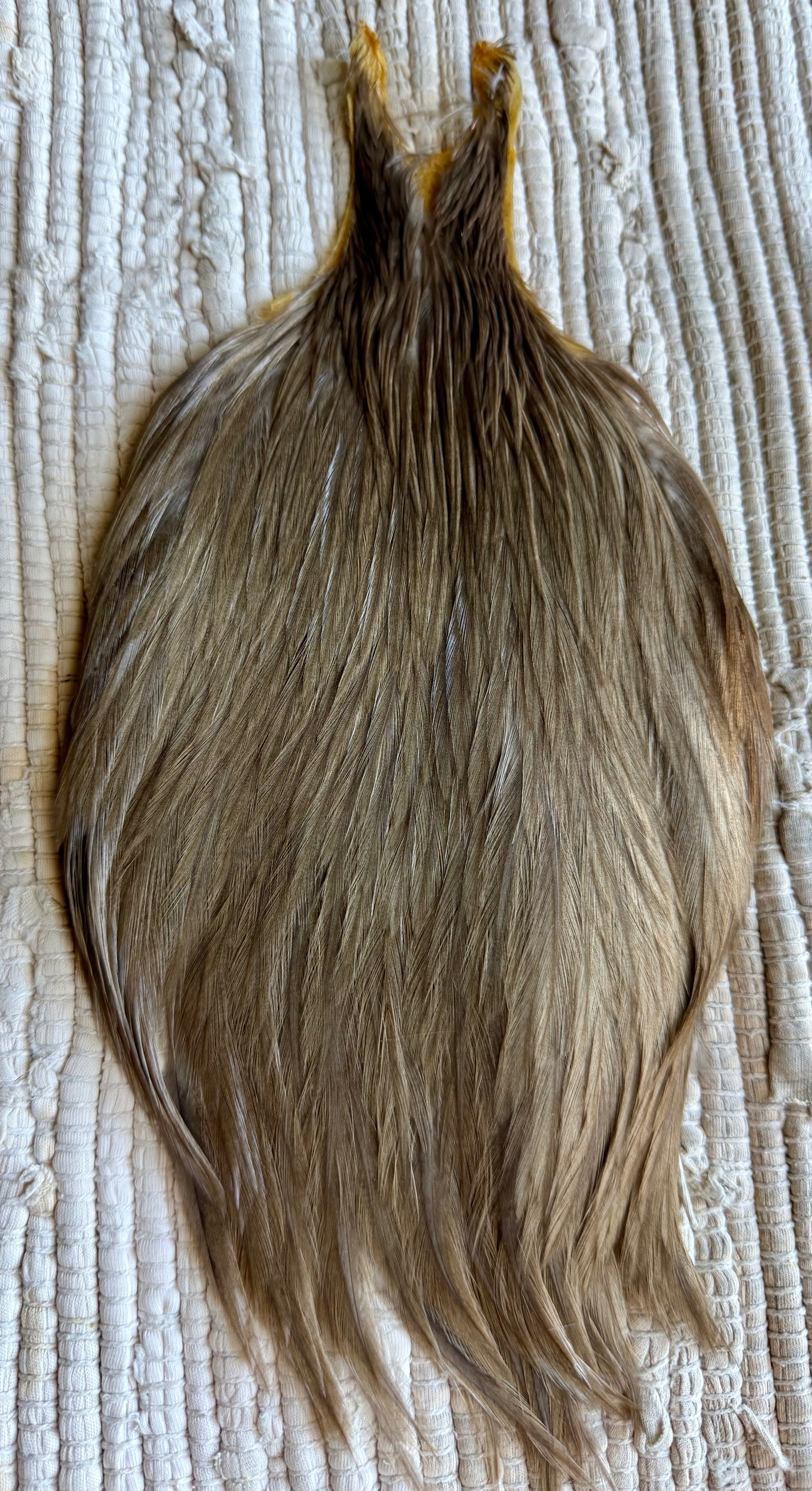 Brownish Grey Cape 853-SH-E-L