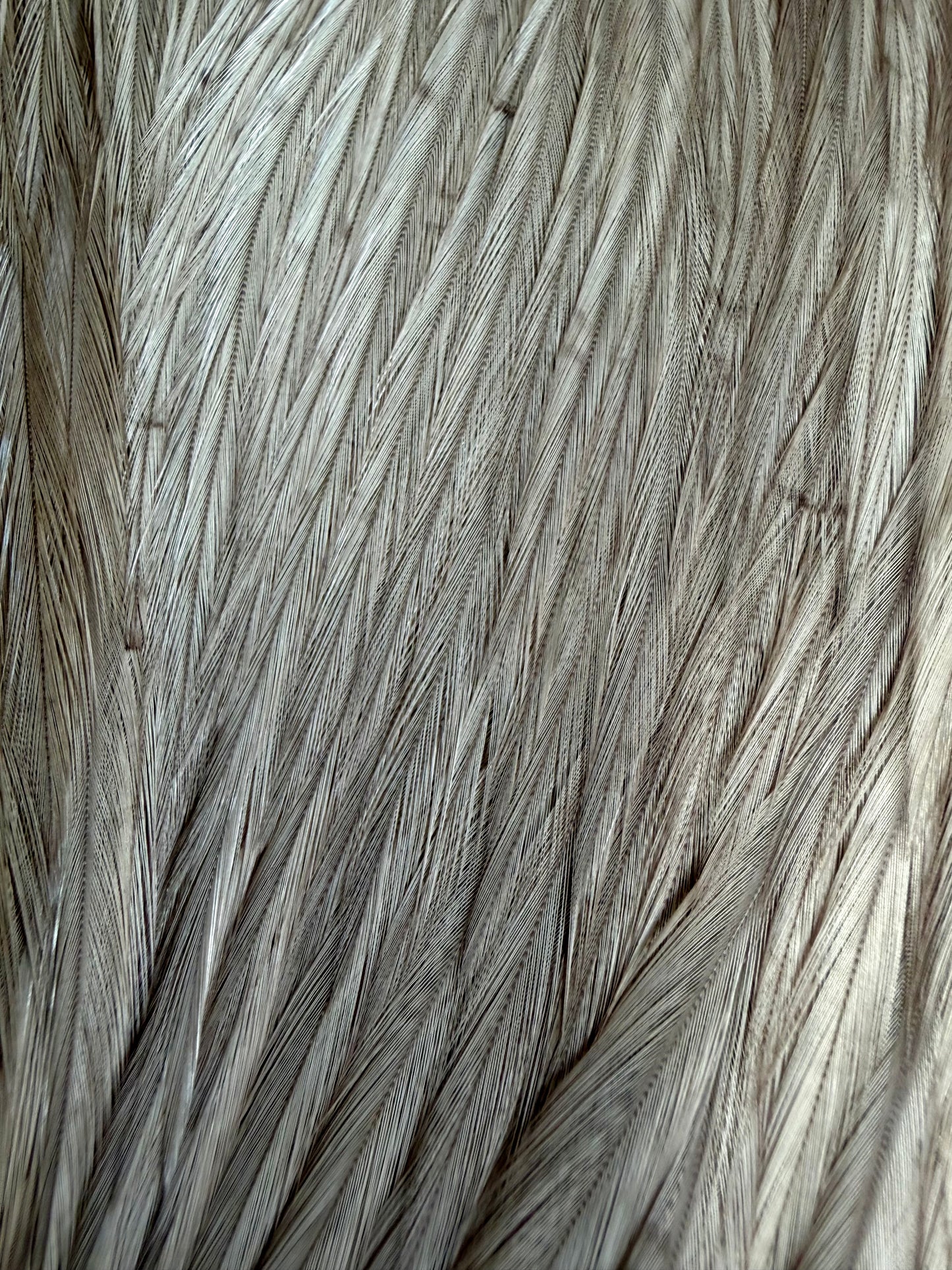Whiting Hebert Miner Silver Grade Cape Medium Gray Dun 773-SH-E-L