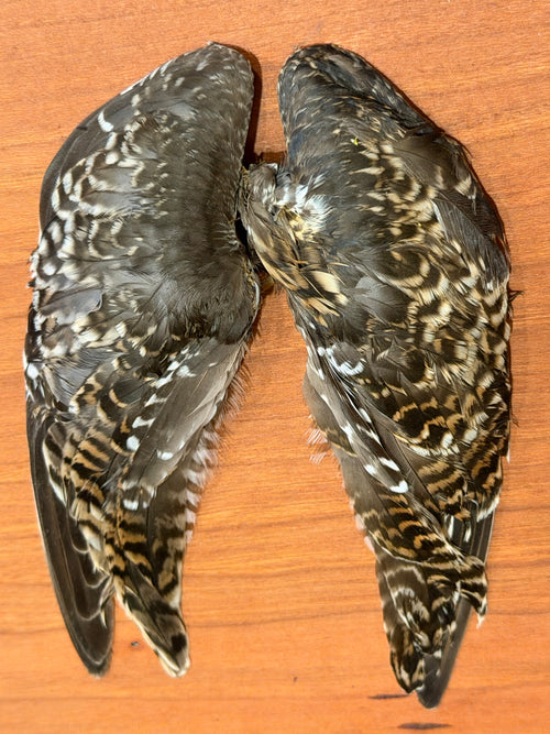 Snipe Wings