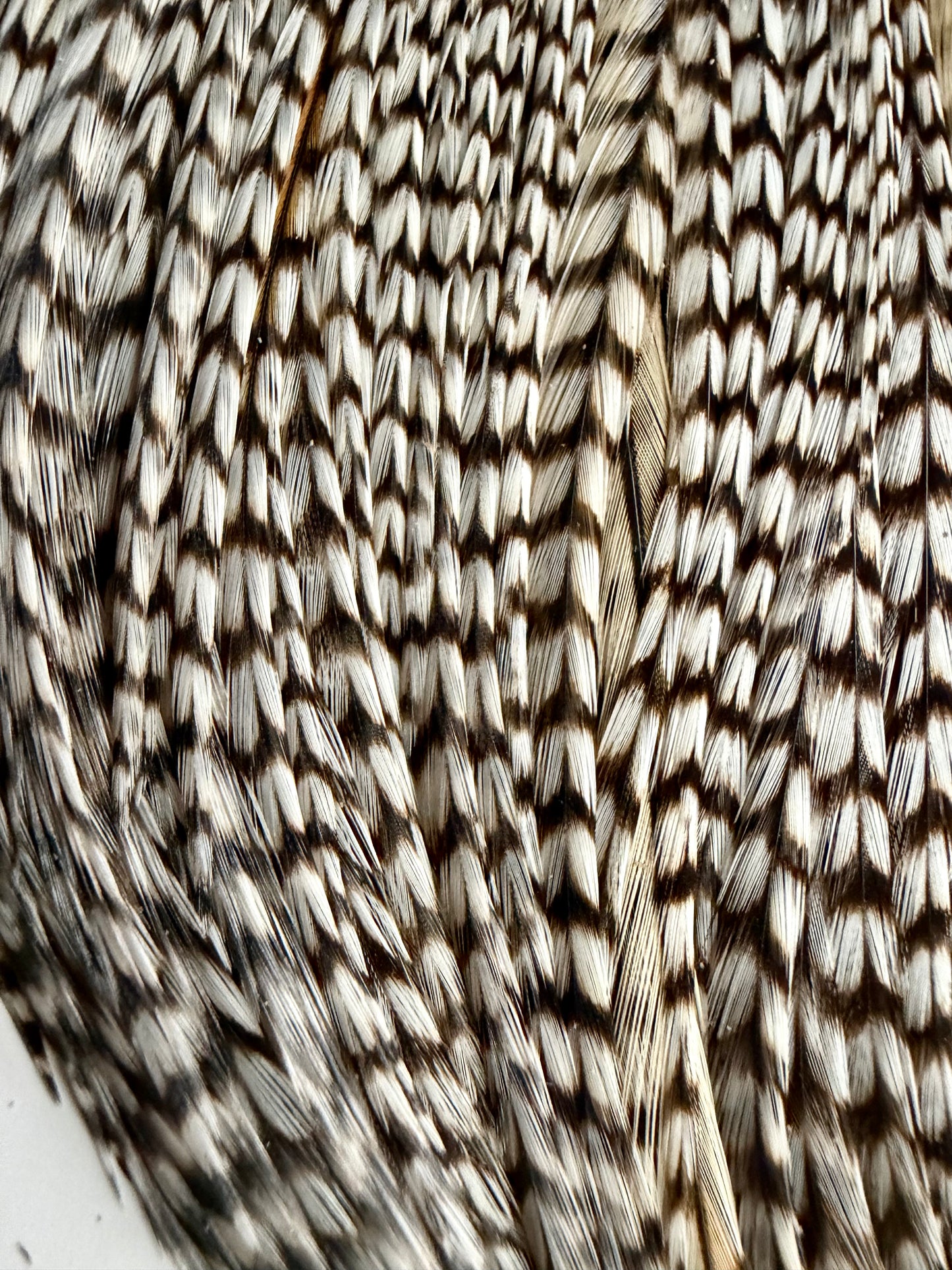 Whiting Farms Silver Grade Rooster Cape Grizzly Variant 763-SH-E-L
