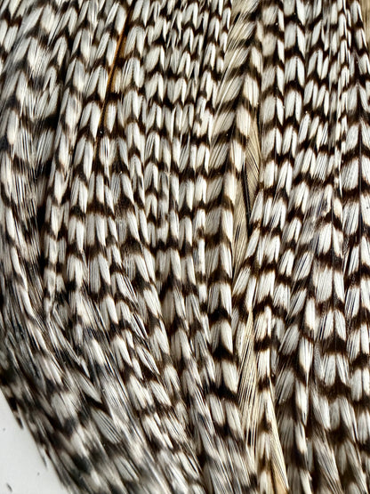 Whiting Farms Silver Grade Rooster Cape Grizzly Variant 763-SH-E-L