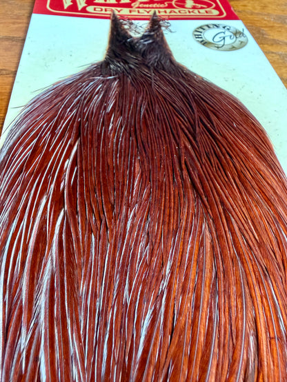 Whiting Gold Grade Rooster Cape Coachman Brown 633-SH-E-L