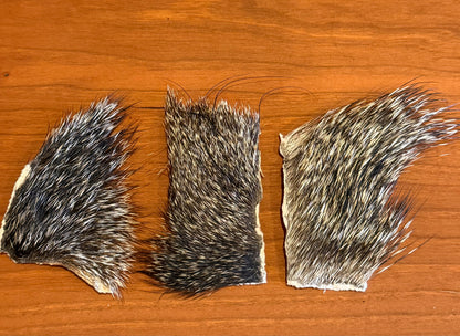 Peccary/Javelina