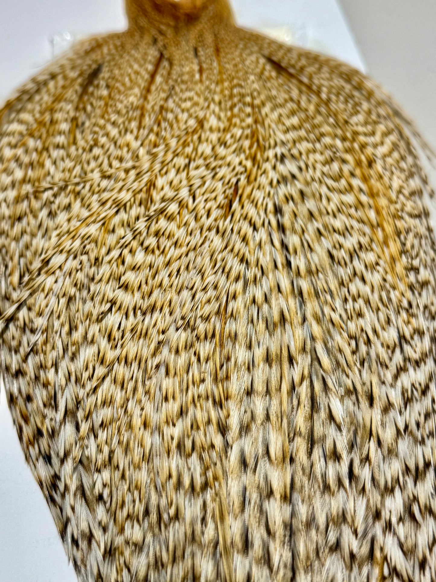 Whiting Farms Hebert Miner PRO Grade Cape: Barred Medium Ginger SH006